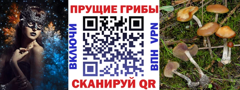 дарнет шоп  это наркотические препараты  Псилоцибиновые грибы Cubensis  Завитинск 